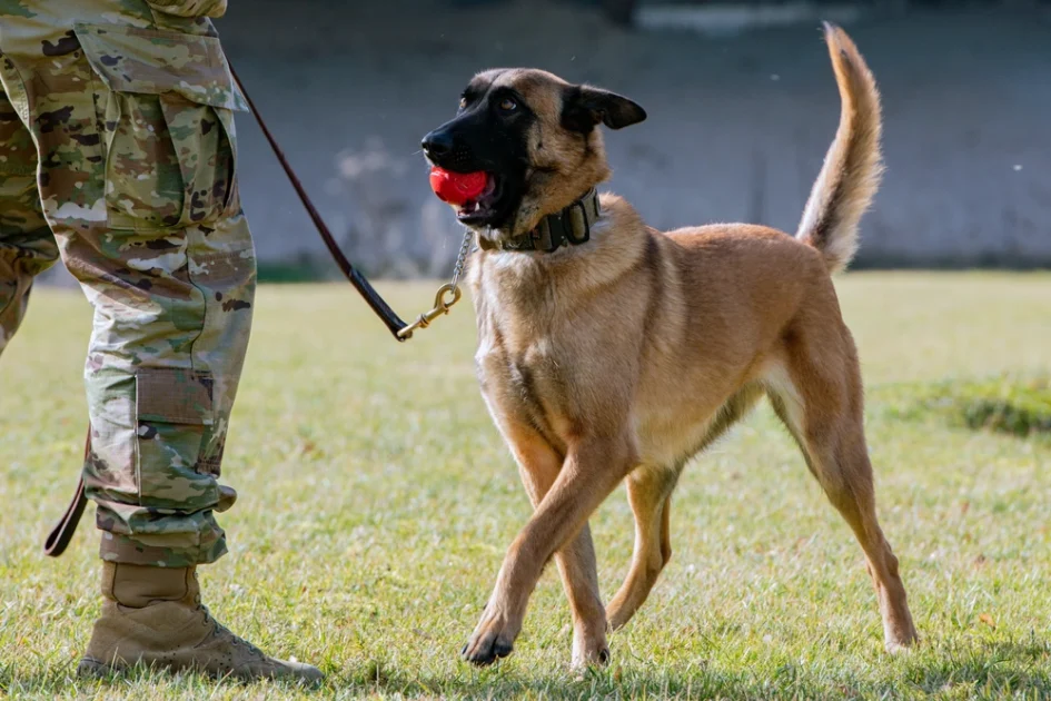 working-dogs