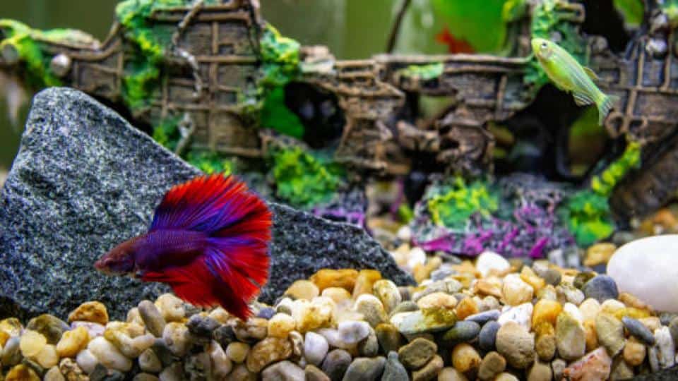 Exploring the Types of Gravel for Fish Tanks: Choosing the Perfect Substrate for Your Aquarium