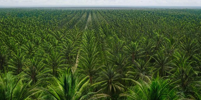 Palm Oil