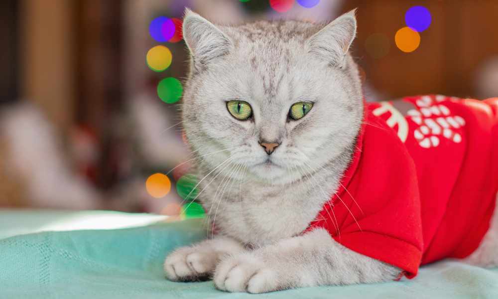 Xmas Sweaters for Cats